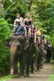/album/bali/elephant-rides-jpg/